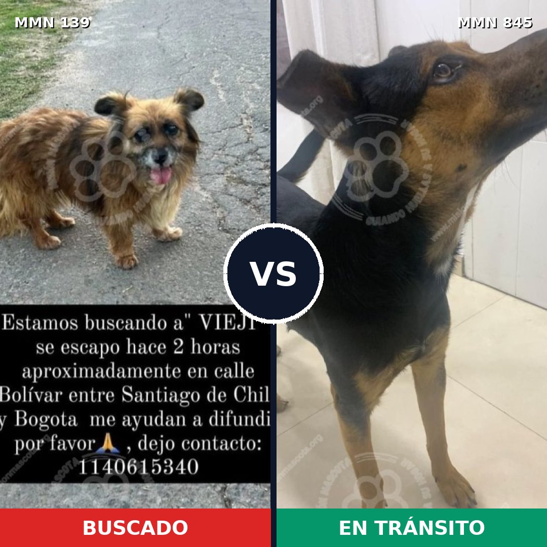 Comparativa MMS 26035: mascota perdida y mascota encontrada, 63% de similitud