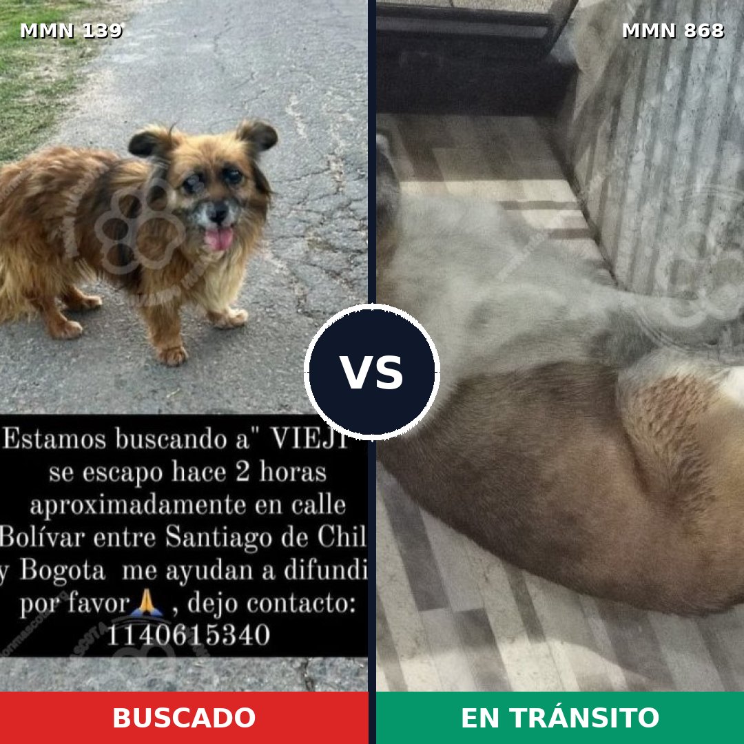 Comparativa MMS 26037: mascota perdida y mascota encontrada, 41% de similitud