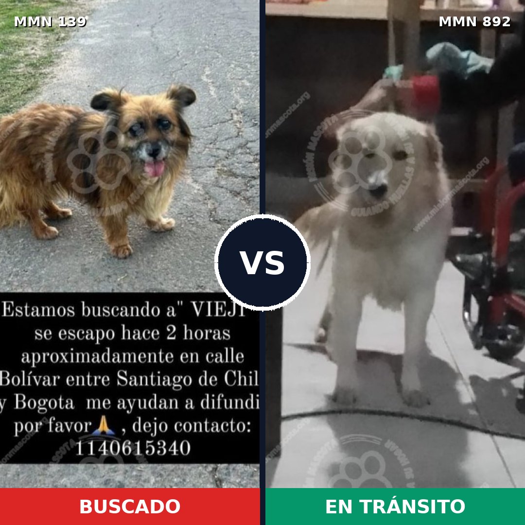 Comparativa MMS 26038: mascota perdida y mascota encontrada, 49% de similitud