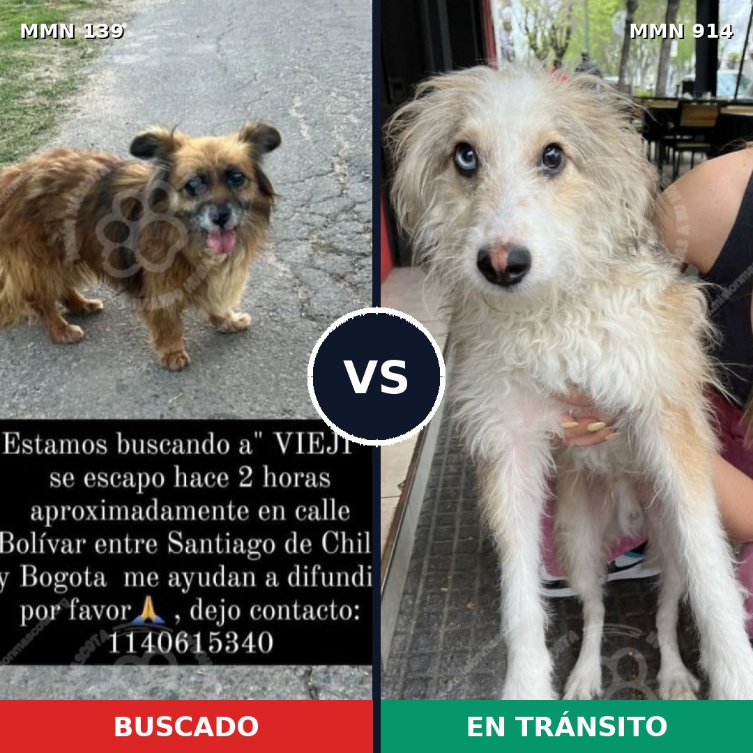 Comparativa MMS 26039: mascota perdida y mascota encontrada, 35% de similitud