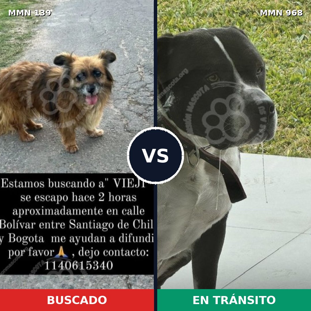 Comparativa MMS 26041: mascota perdida y mascota encontrada, 28% de similitud