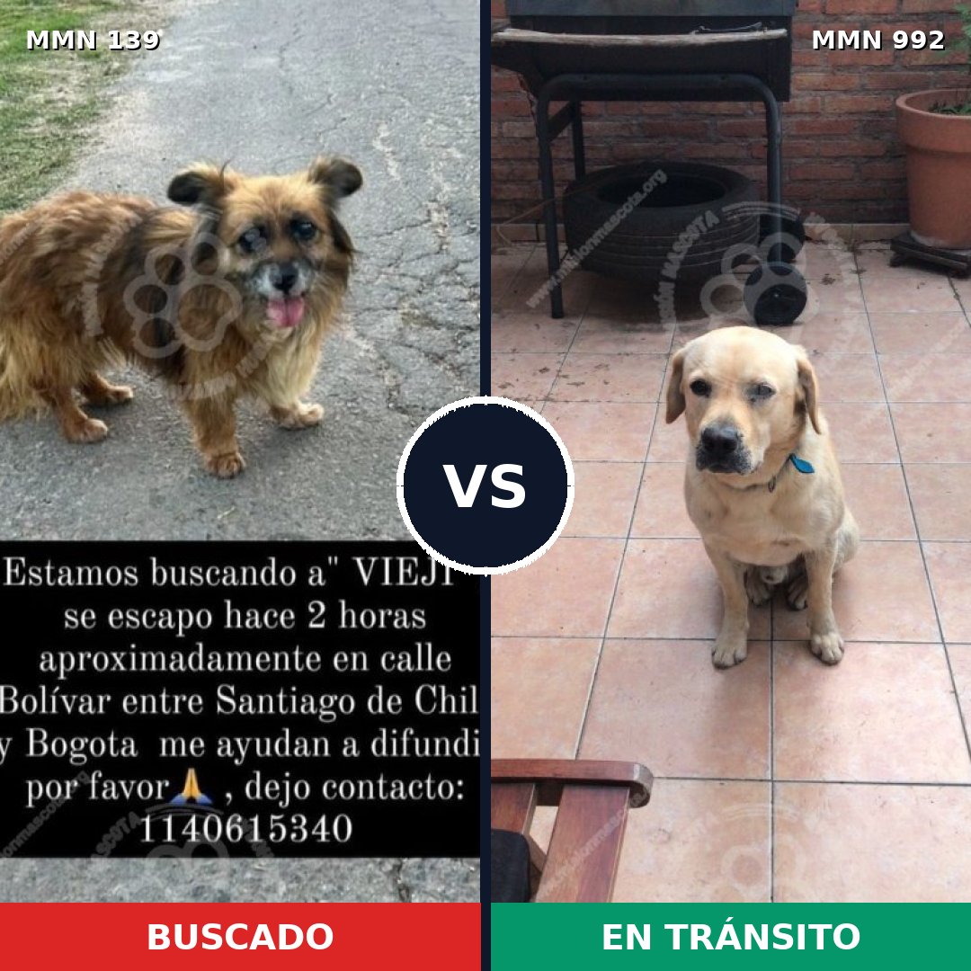 Comparativa MMS 26042: mascota perdida y mascota encontrada, 36% de similitud