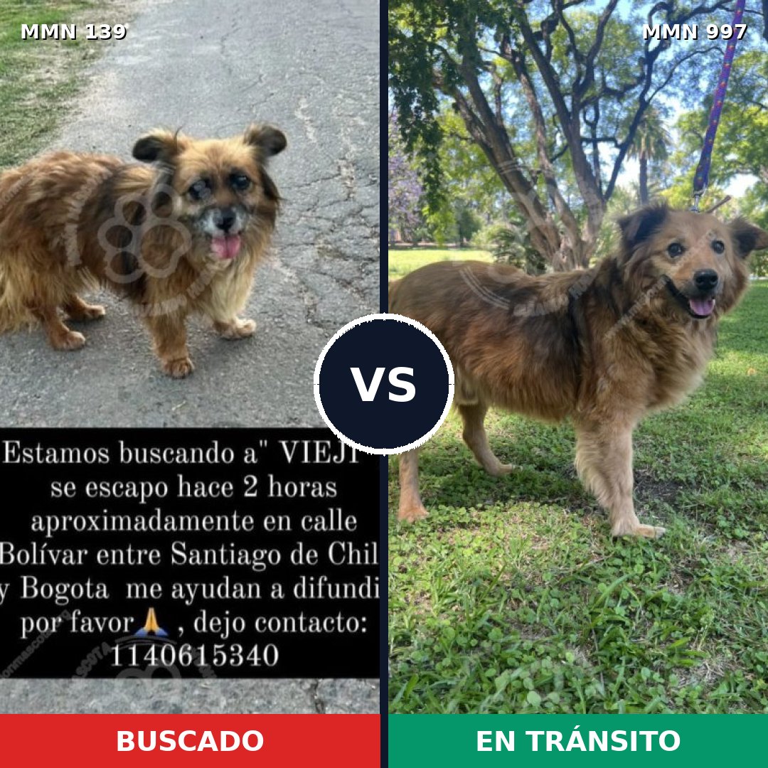 Comparativa MMS 26043: mascota perdida y mascota encontrada, 75% de similitud