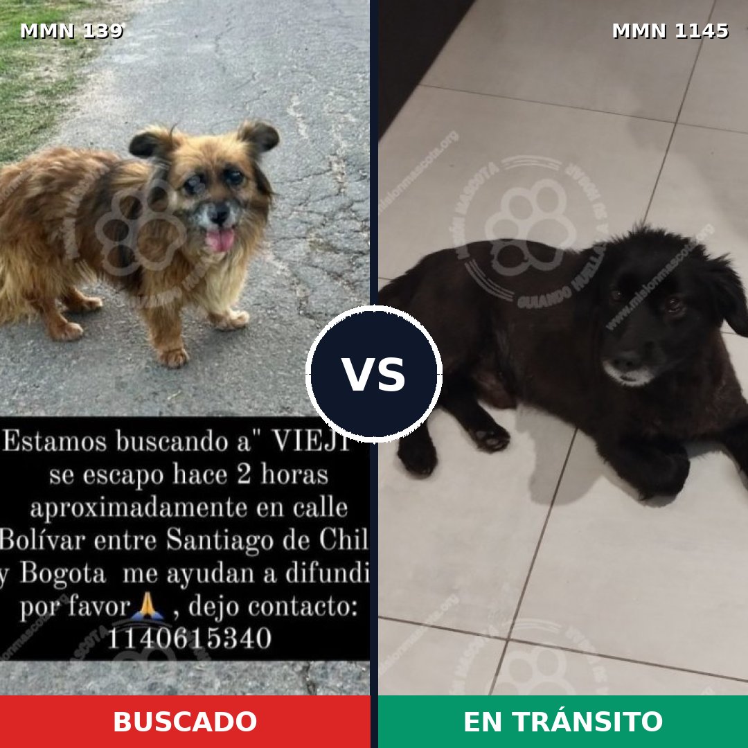 Comparativa MMS 26046: mascota perdida y mascota encontrada, 63% de similitud