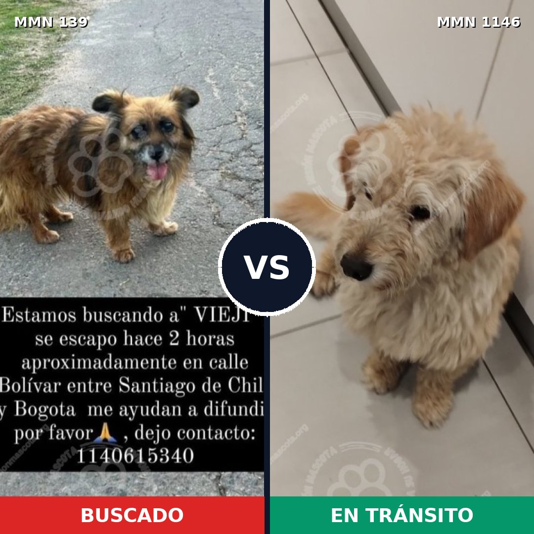 Comparativa MMS 26047: mascota perdida y mascota encontrada, 59% de similitud