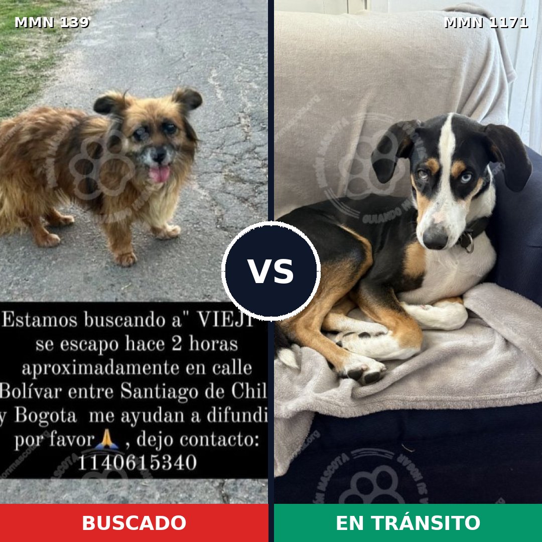 Comparativa MMS 26048: mascota perdida y mascota encontrada, 61% de similitud