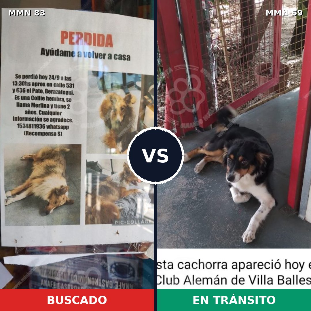 Comparativa MMS 2605: mascota perdida y mascota encontrada, 12% de similitud