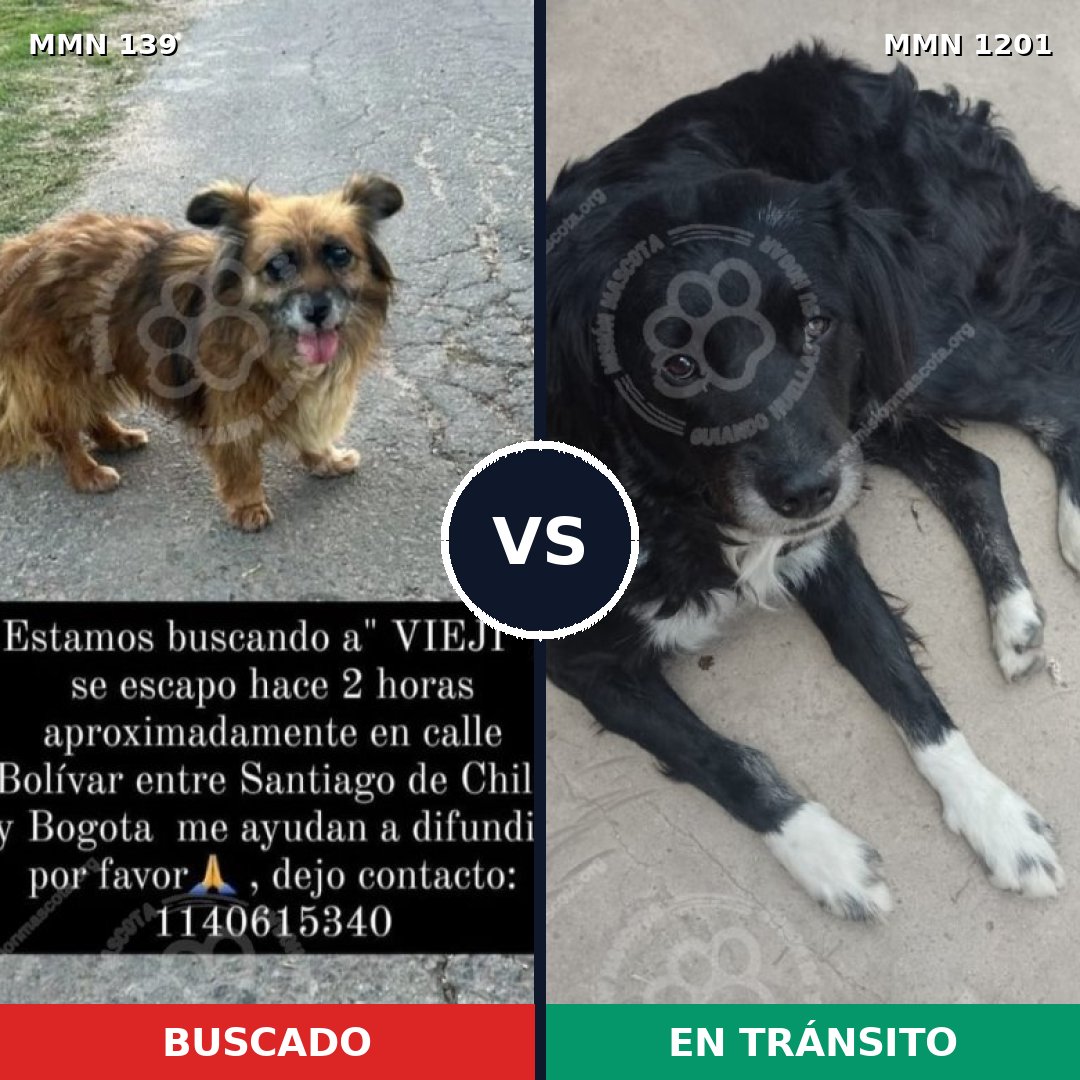 Comparativa MMS 26050: mascota perdida y mascota encontrada, 54% de similitud
