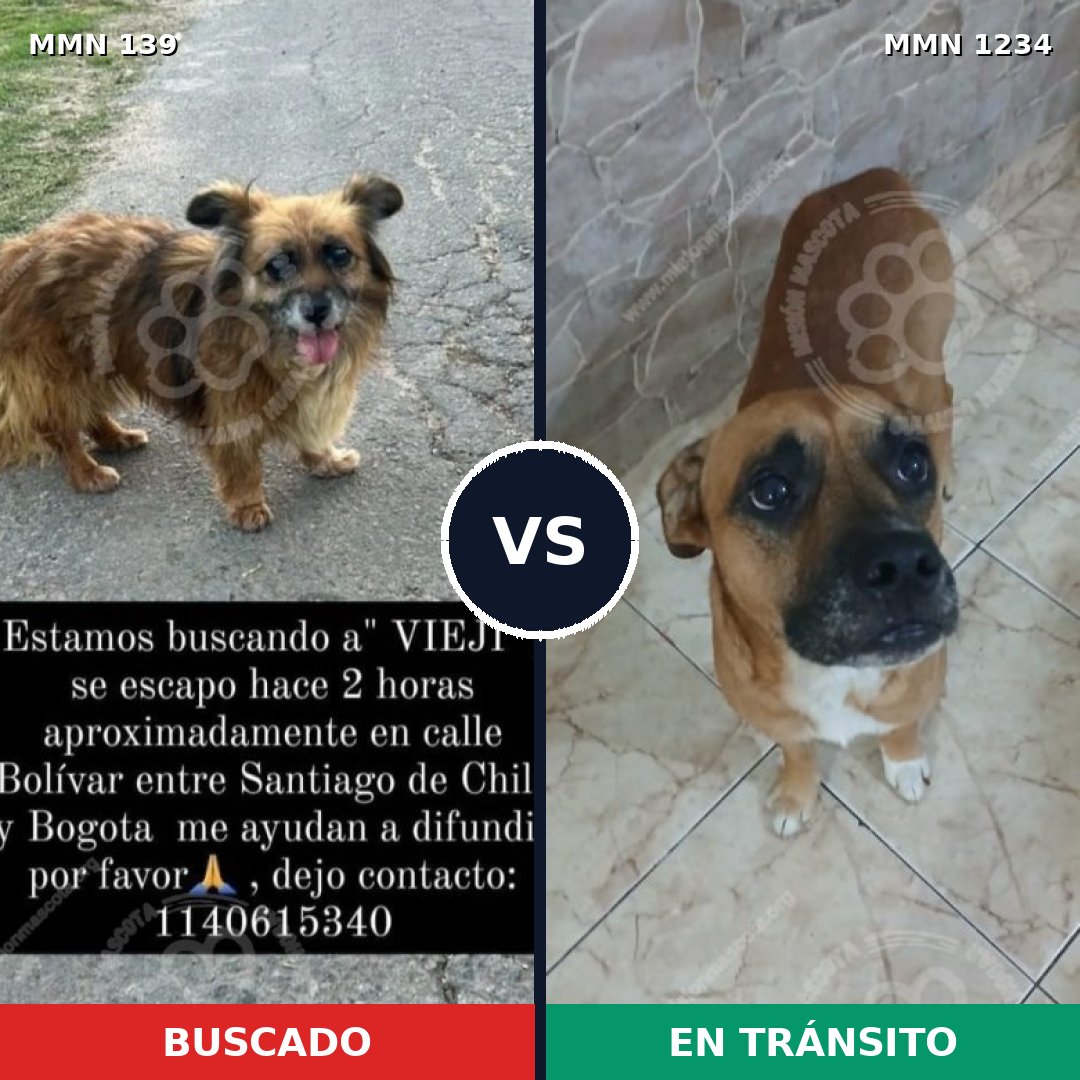 Comparativa MMS 26054: mascota perdida y mascota encontrada, 58% de similitud