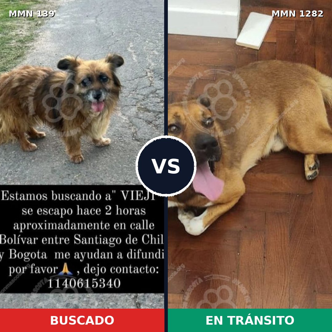 Comparativa MMS 26059: mascota perdida y mascota encontrada, 68% de similitud