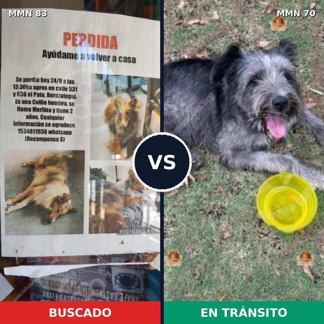 Comparativa MMS 2606: mascota perdida y mascota encontrada, 10% de similitud