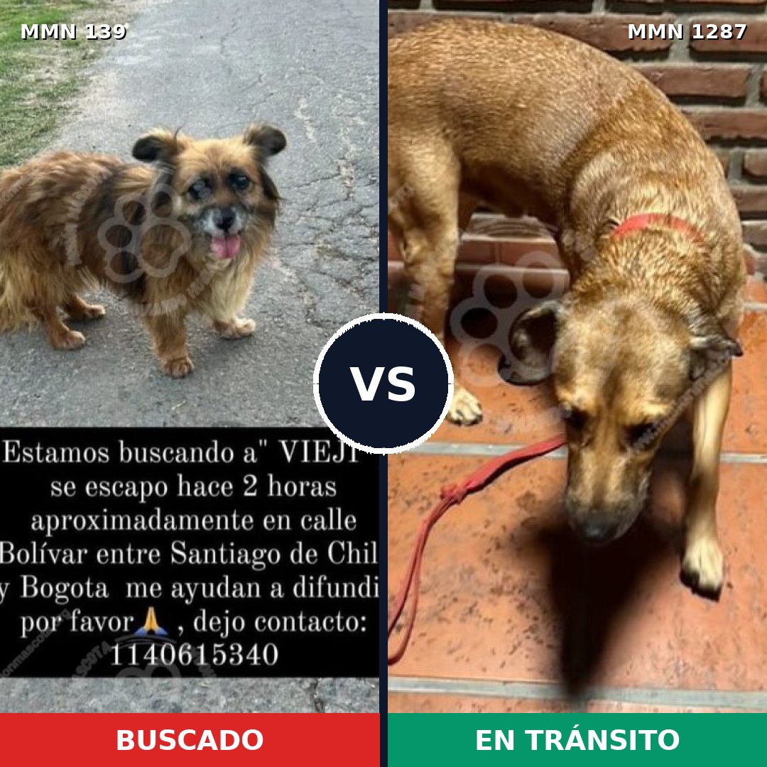 Comparativa MMS 26060: mascota perdida y mascota encontrada, 60% de similitud