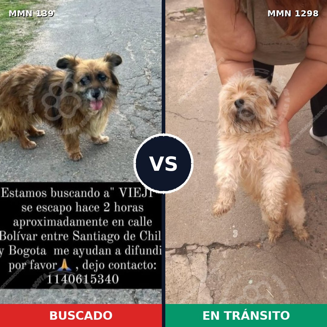 Comparativa MMS 26061: mascota perdida y mascota encontrada, 30% de similitud