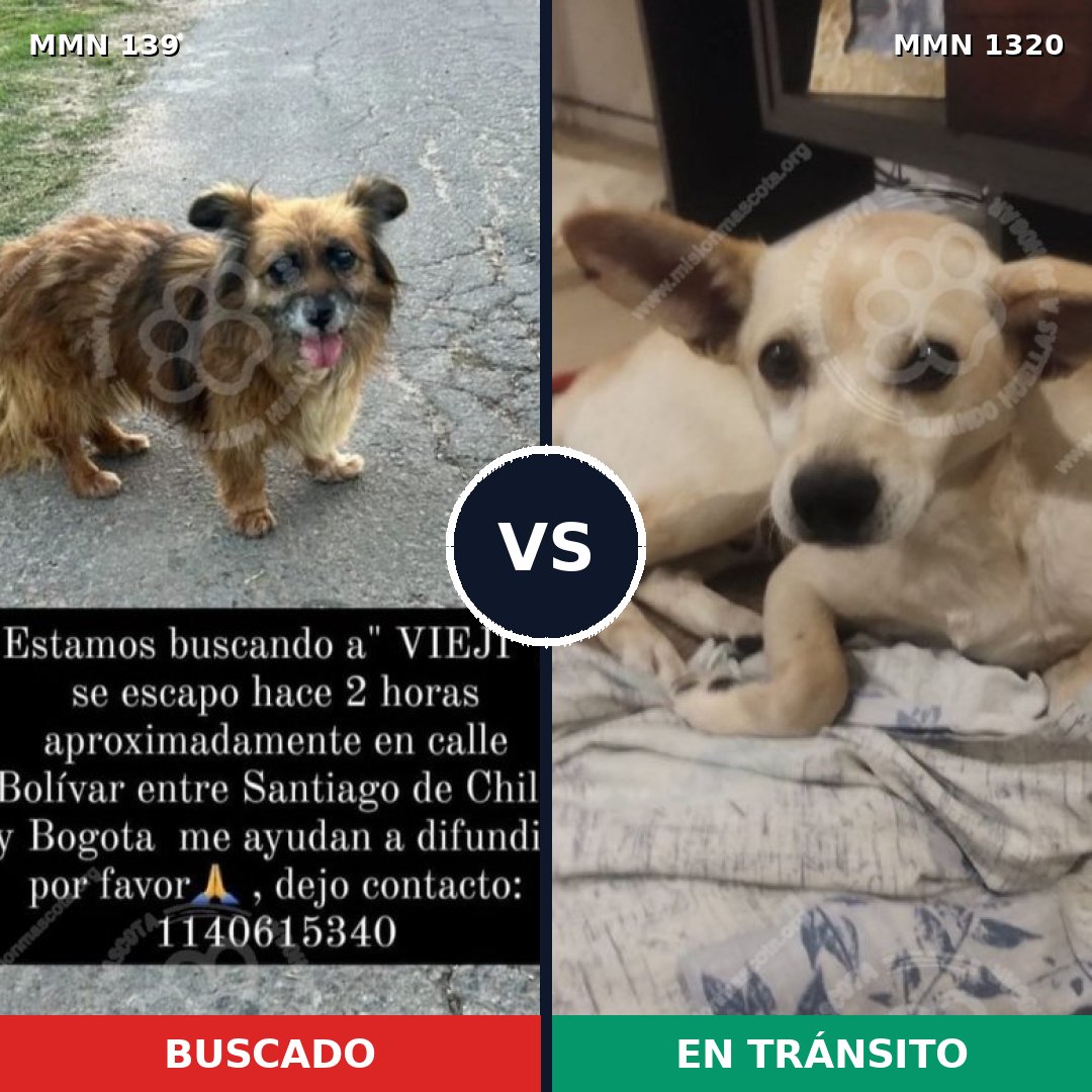 Comparativa MMS 26063: mascota perdida y mascota encontrada, 63% de similitud