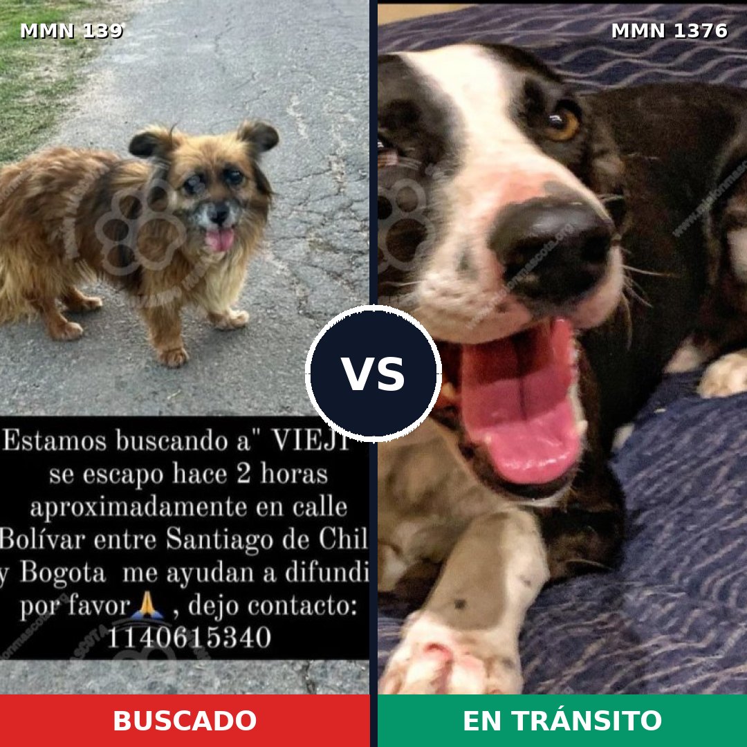 Comparativa MMS 26066: mascota perdida y mascota encontrada, 60% de similitud