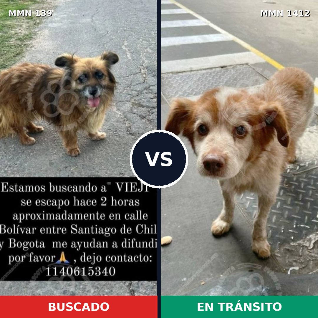 Comparativa MMS 26068: mascota perdida y mascota encontrada, 52% de similitud