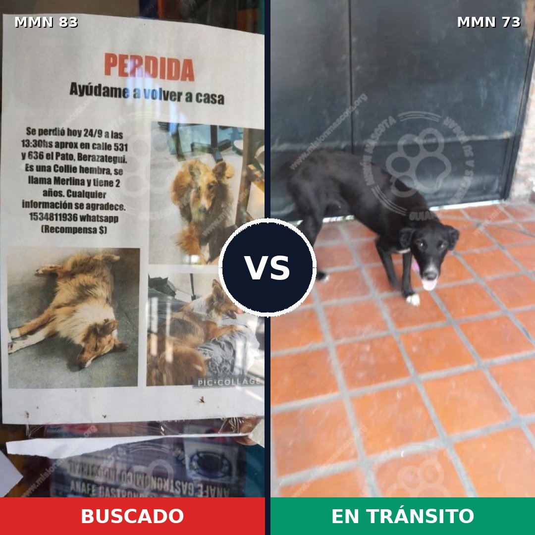 Comparativa MMS 2607: mascota perdida y mascota encontrada, 7% de similitud