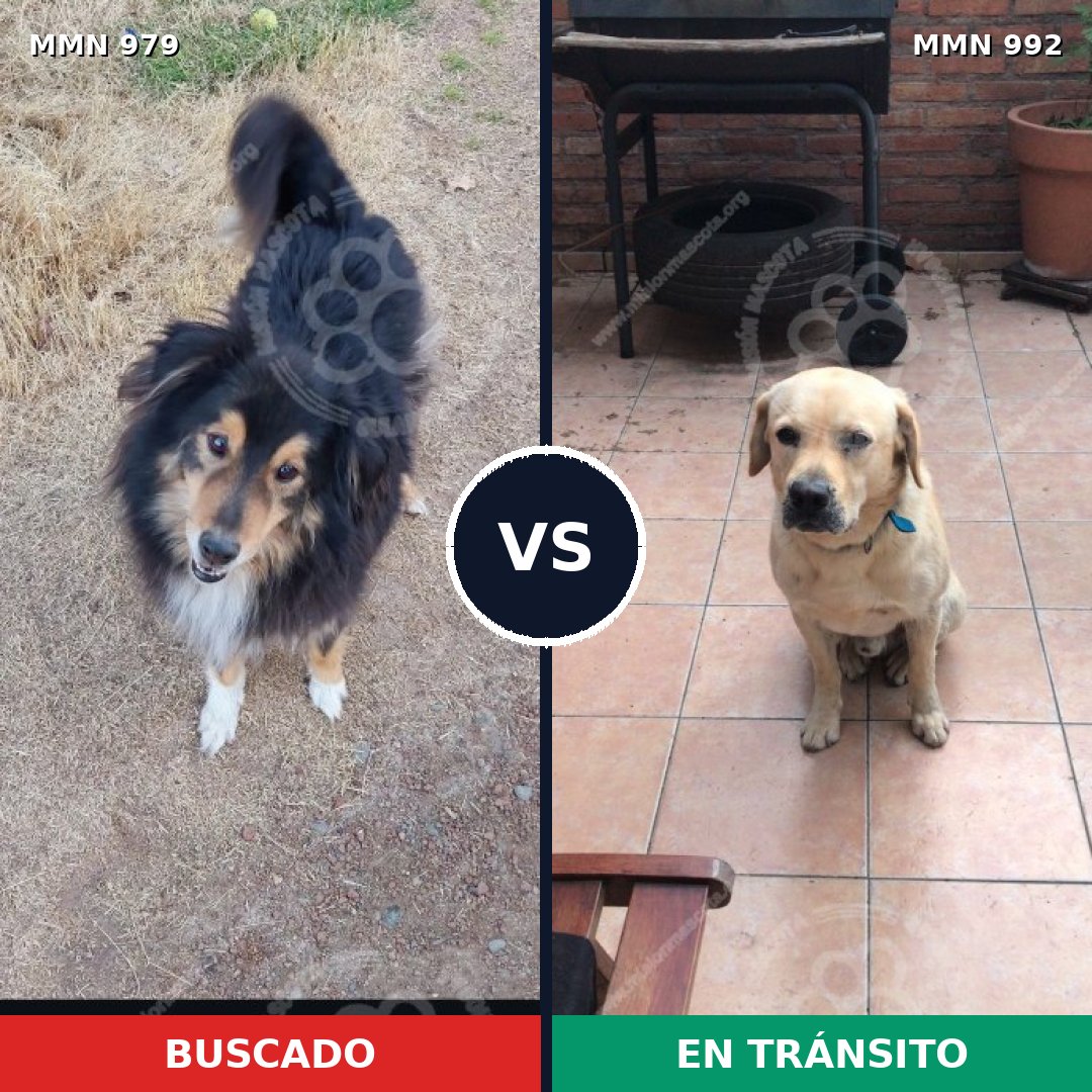 Comparativa MMS 26074: mascota perdida y mascota encontrada, 44% de similitud