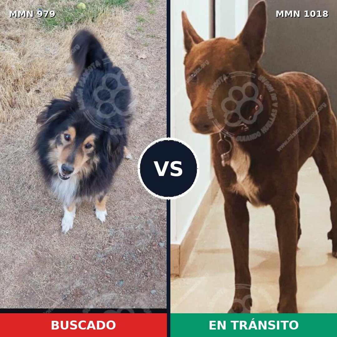 Comparativa MMS 26075: mascota perdida y mascota encontrada, 35% de similitud