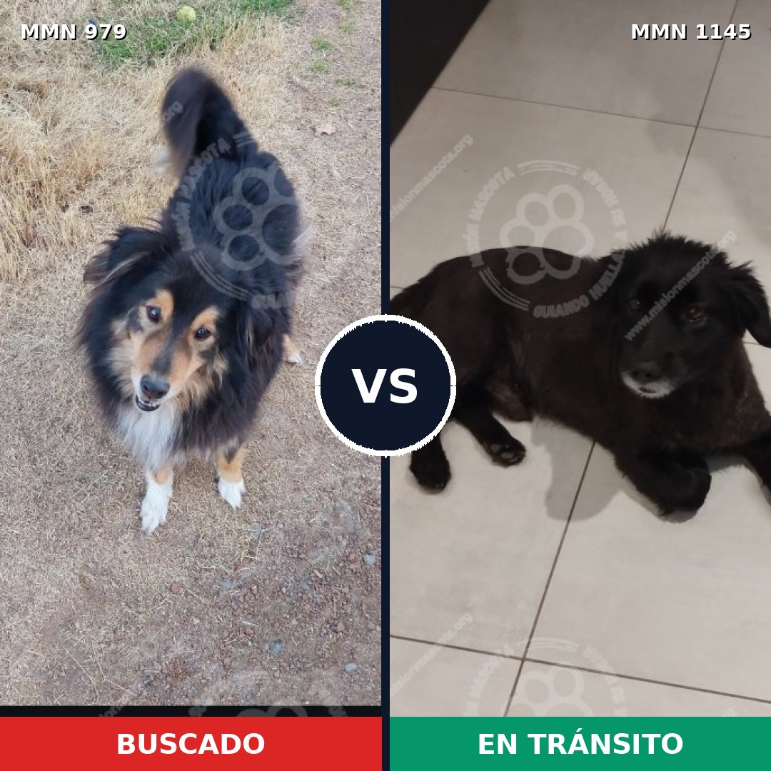Comparativa MMS 26077: mascota perdida y mascota encontrada, 45% de similitud