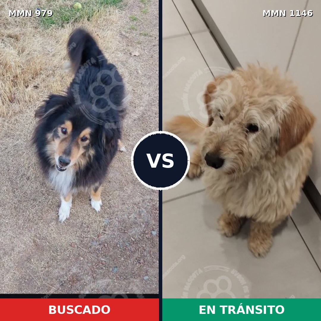 Comparativa MMS 26078: mascota perdida y mascota encontrada, 34% de similitud