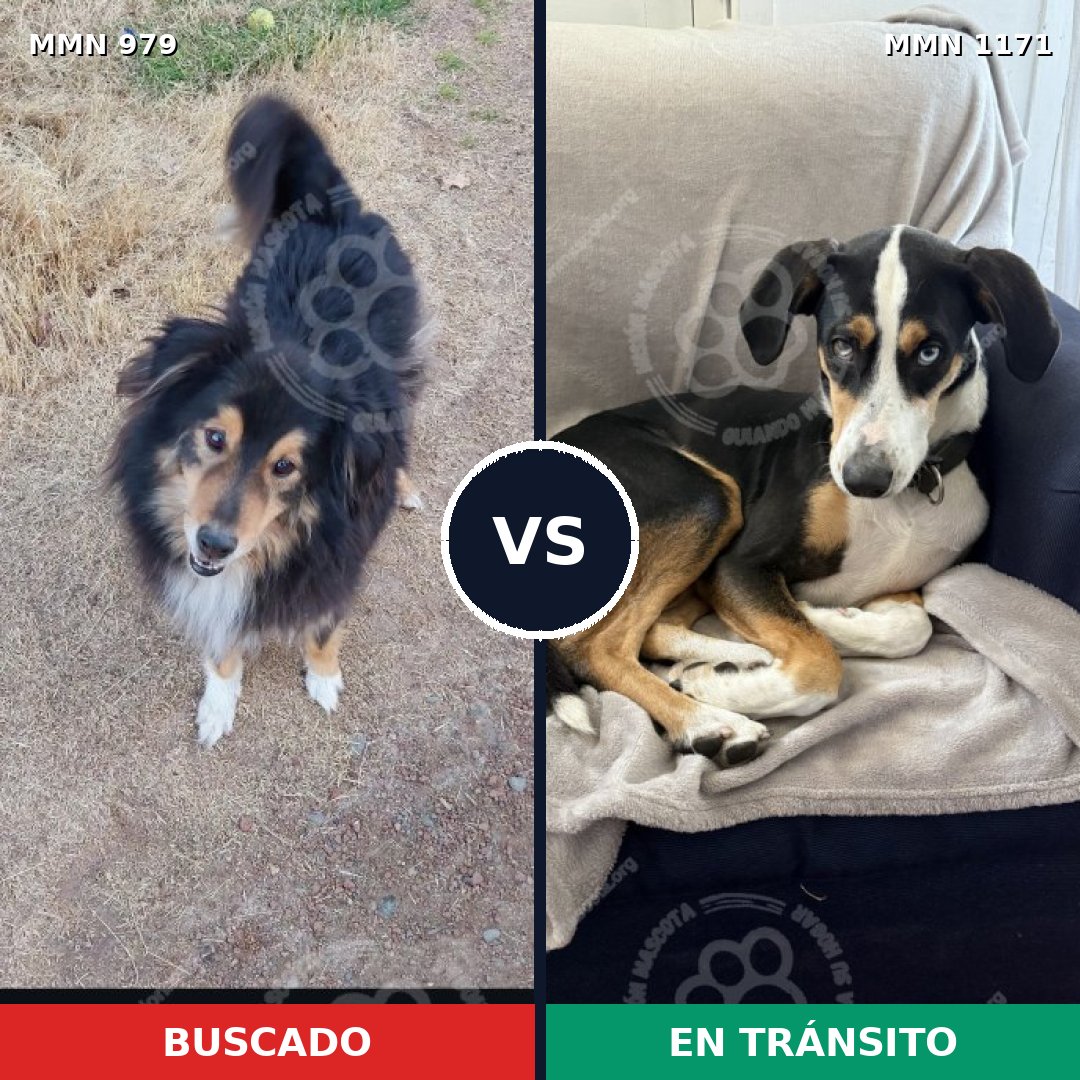 Comparativa MMS 26079: mascota perdida y mascota encontrada, 43% de similitud