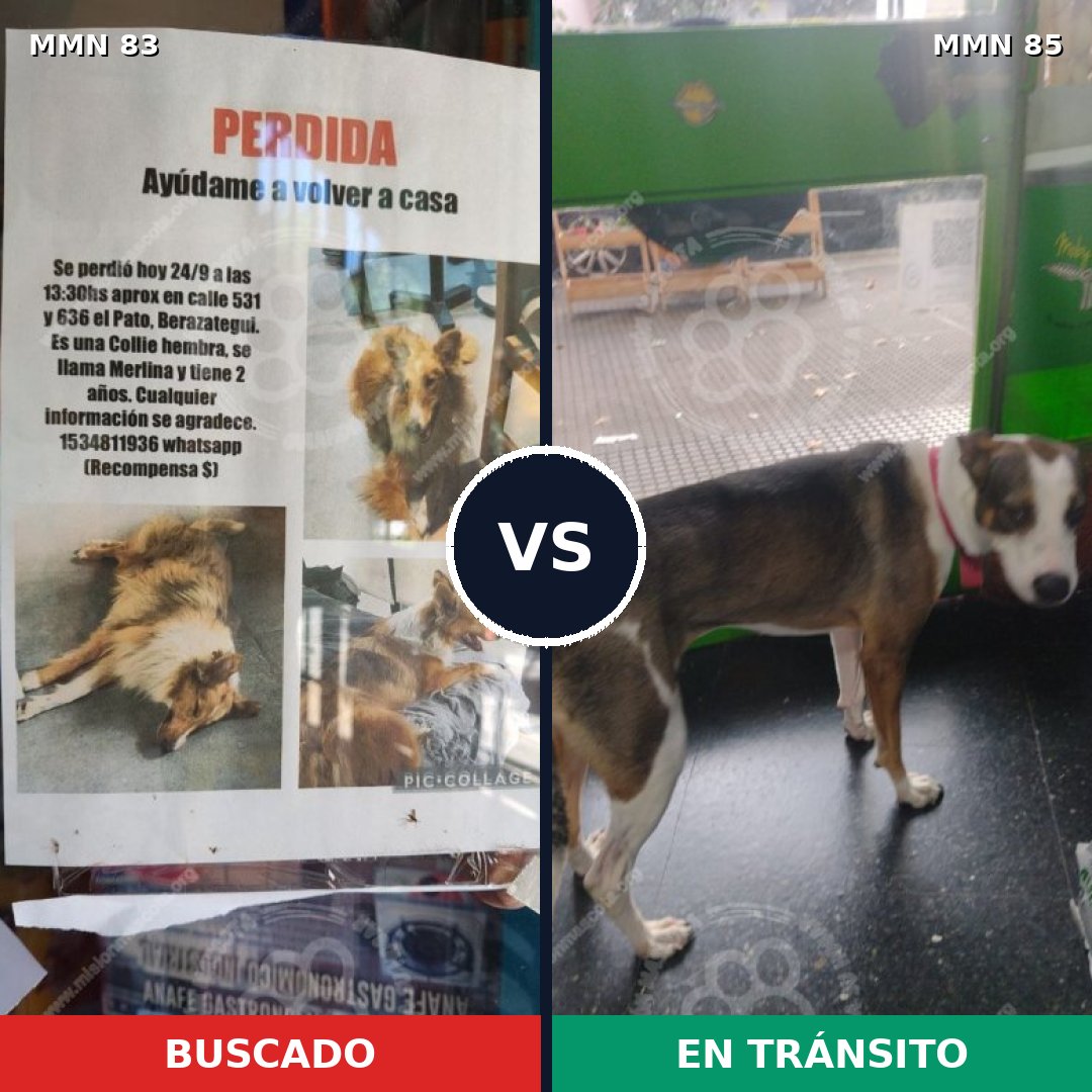 Comparativa MMS 2608: mascota perdida y mascota encontrada, 48% de similitud