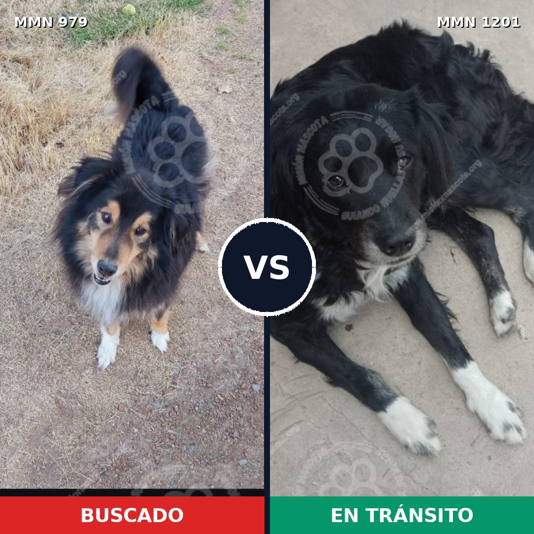 Comparativa MMS 26081: mascota perdida y mascota encontrada, 36% de similitud