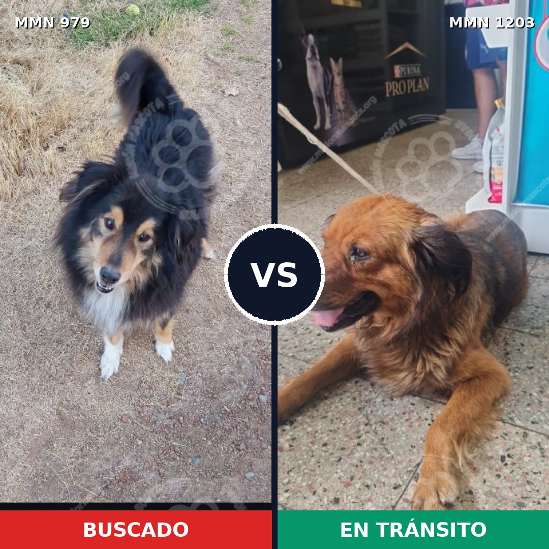 Comparativa MMS 26082: mascota perdida y mascota encontrada, 42% de similitud