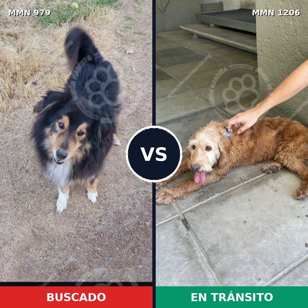 Comparativa MMS 26083: mascota perdida y mascota encontrada, 43% de similitud