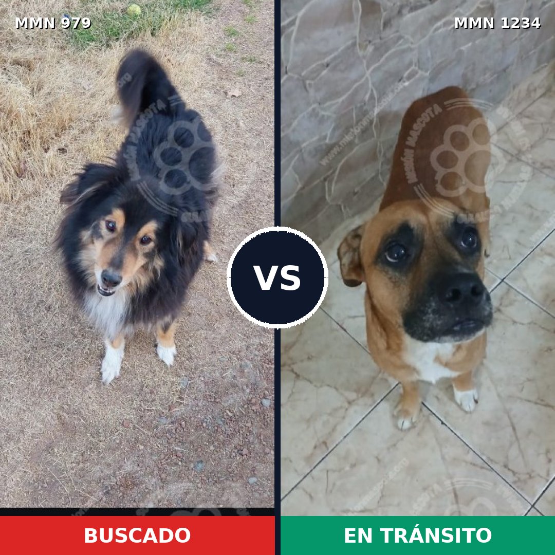 Comparativa MMS 26085: mascota perdida y mascota encontrada, 28% de similitud