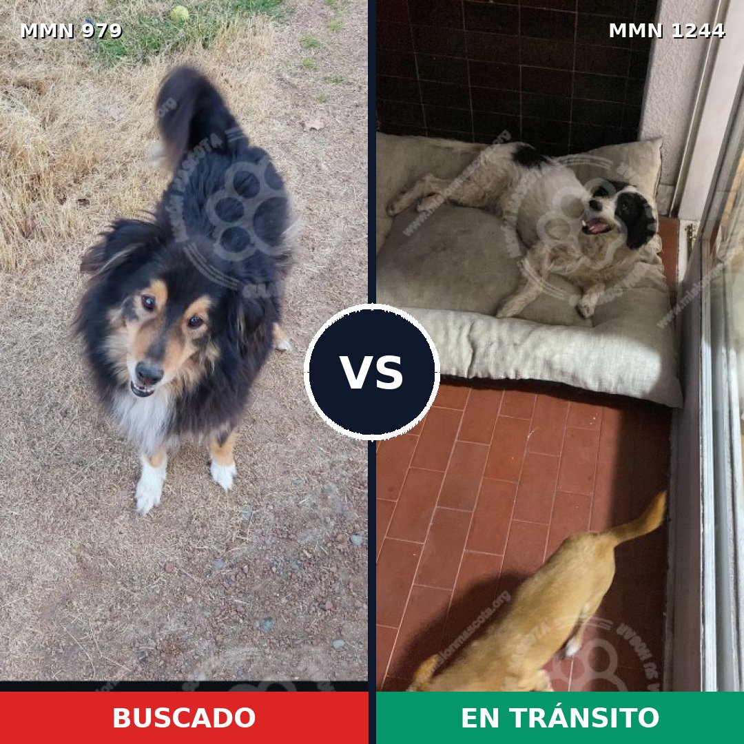 Comparativa MMS 26087: mascota perdida y mascota encontrada, 43% de similitud