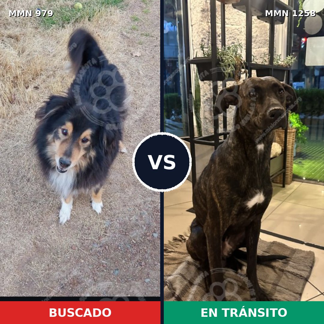 Comparativa MMS 26088: mascota perdida y mascota encontrada, 47% de similitud