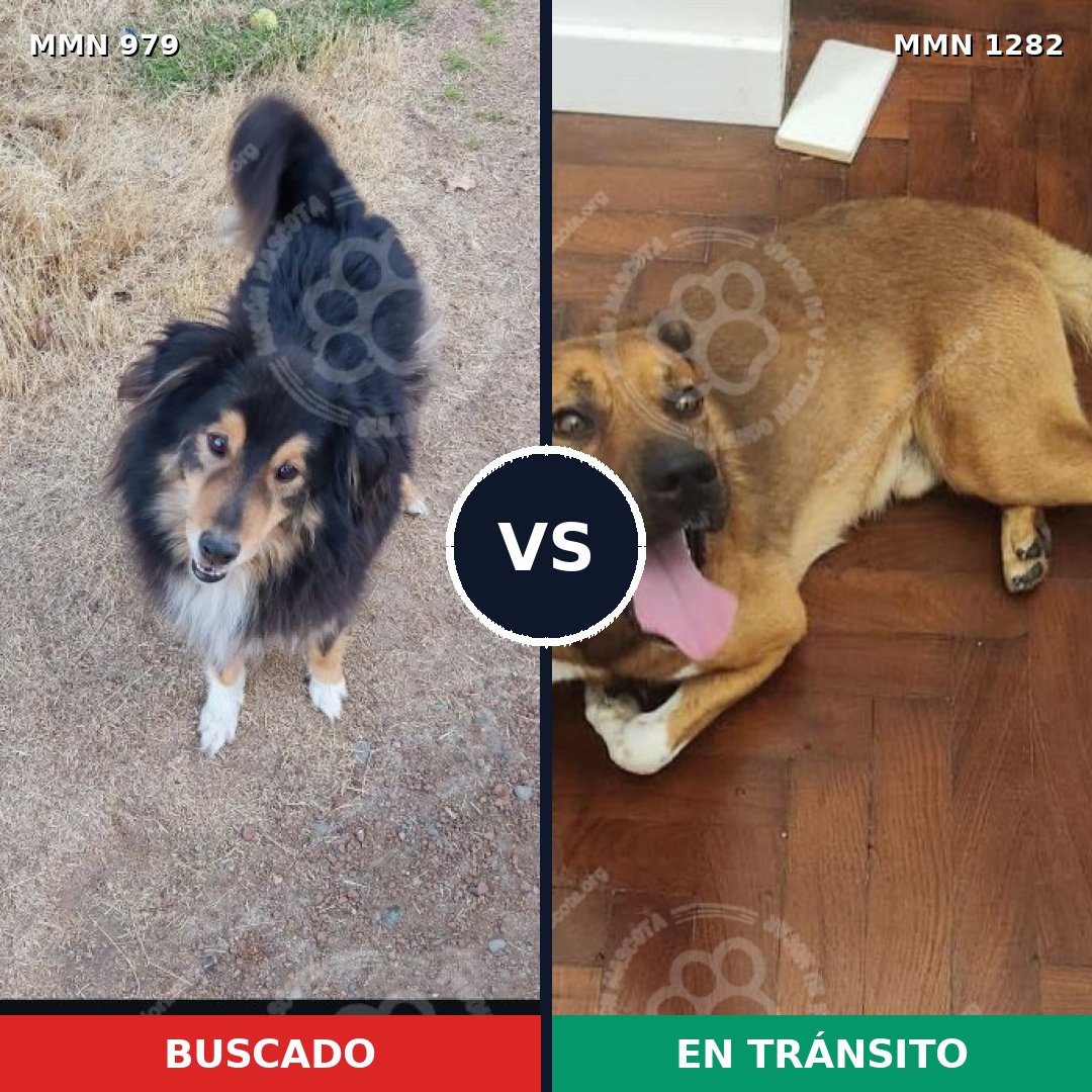 Comparativa MMS 26090: mascota perdida y mascota encontrada, 38% de similitud