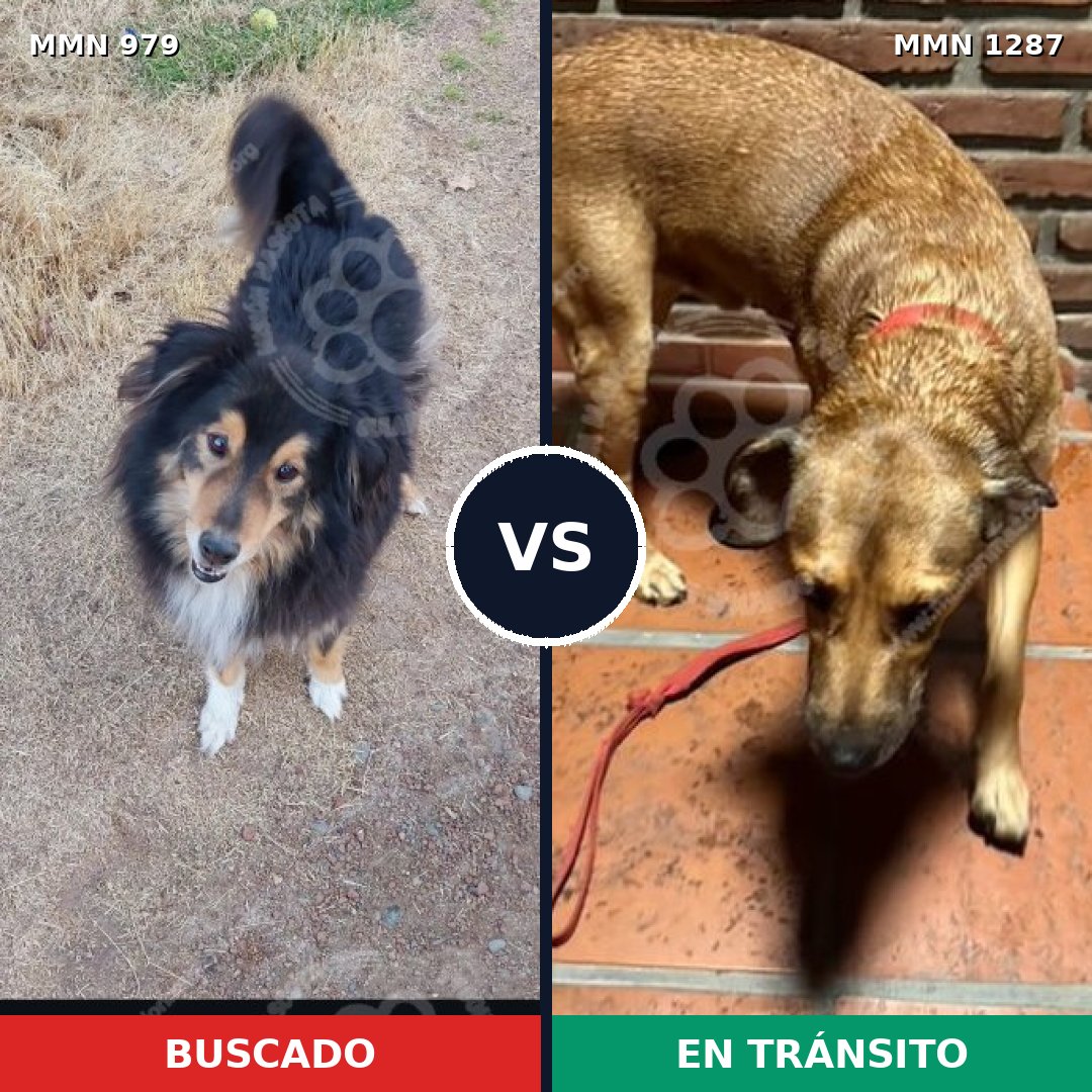 Comparativa MMS 26091: mascota perdida y mascota encontrada, 40% de similitud