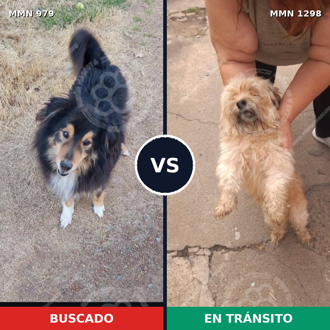 Comparativa MMS 26092: mascota perdida y mascota encontrada, 26% de similitud