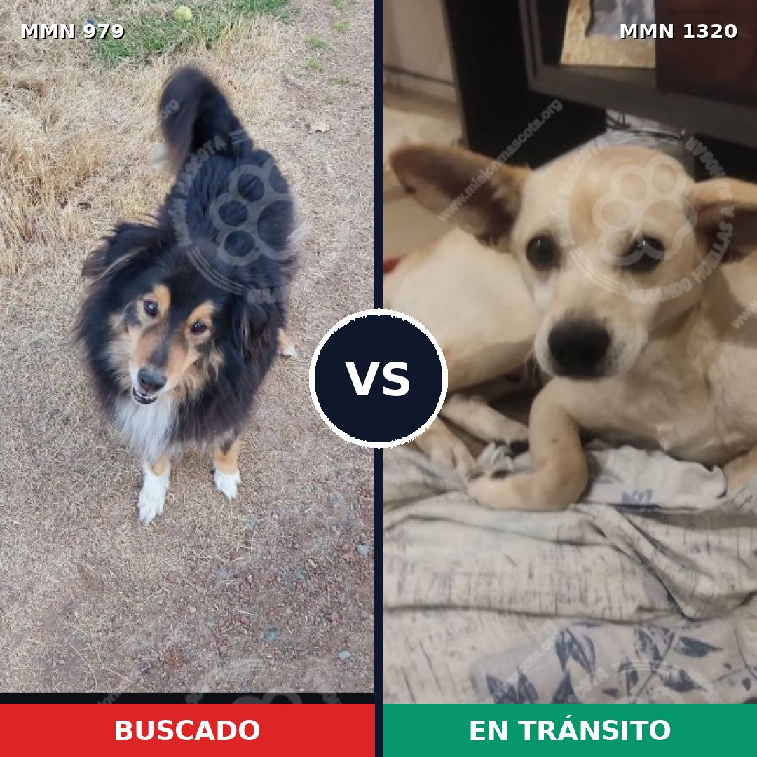Comparativa MMS 26094: mascota perdida y mascota encontrada, 41% de similitud