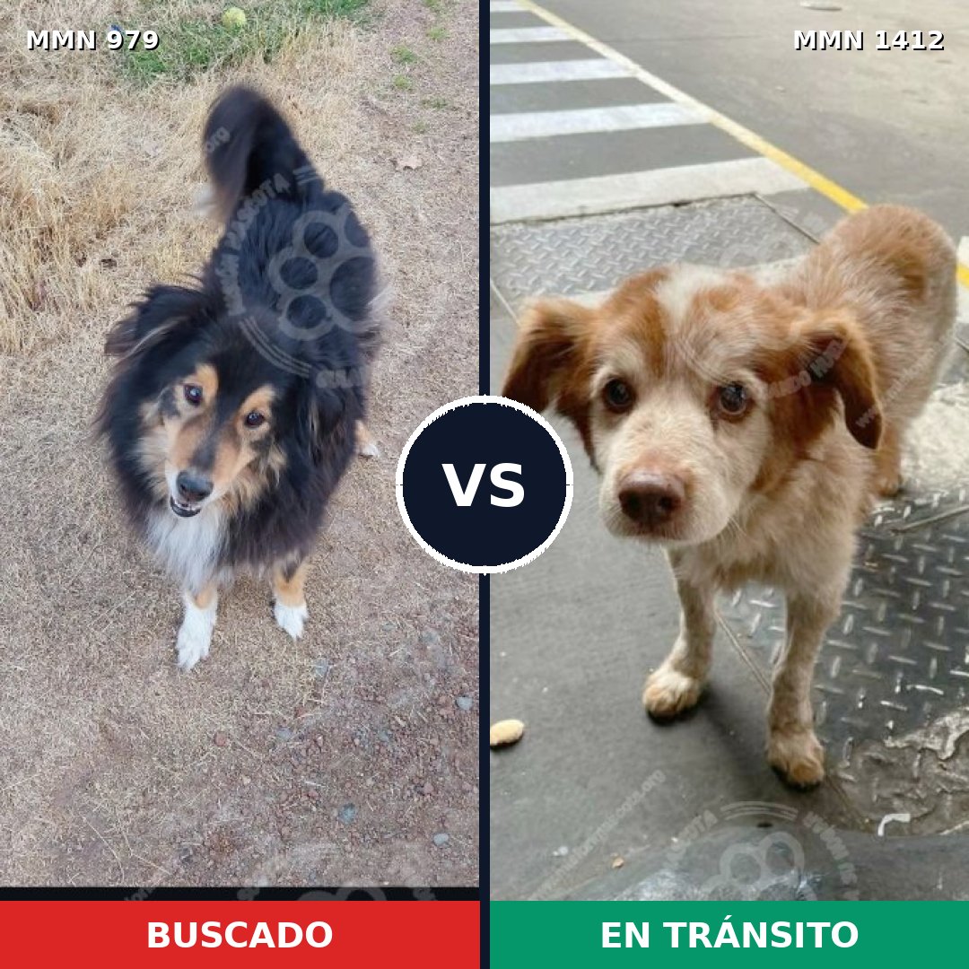Comparativa MMS 26098: mascota perdida y mascota encontrada, 30% de similitud