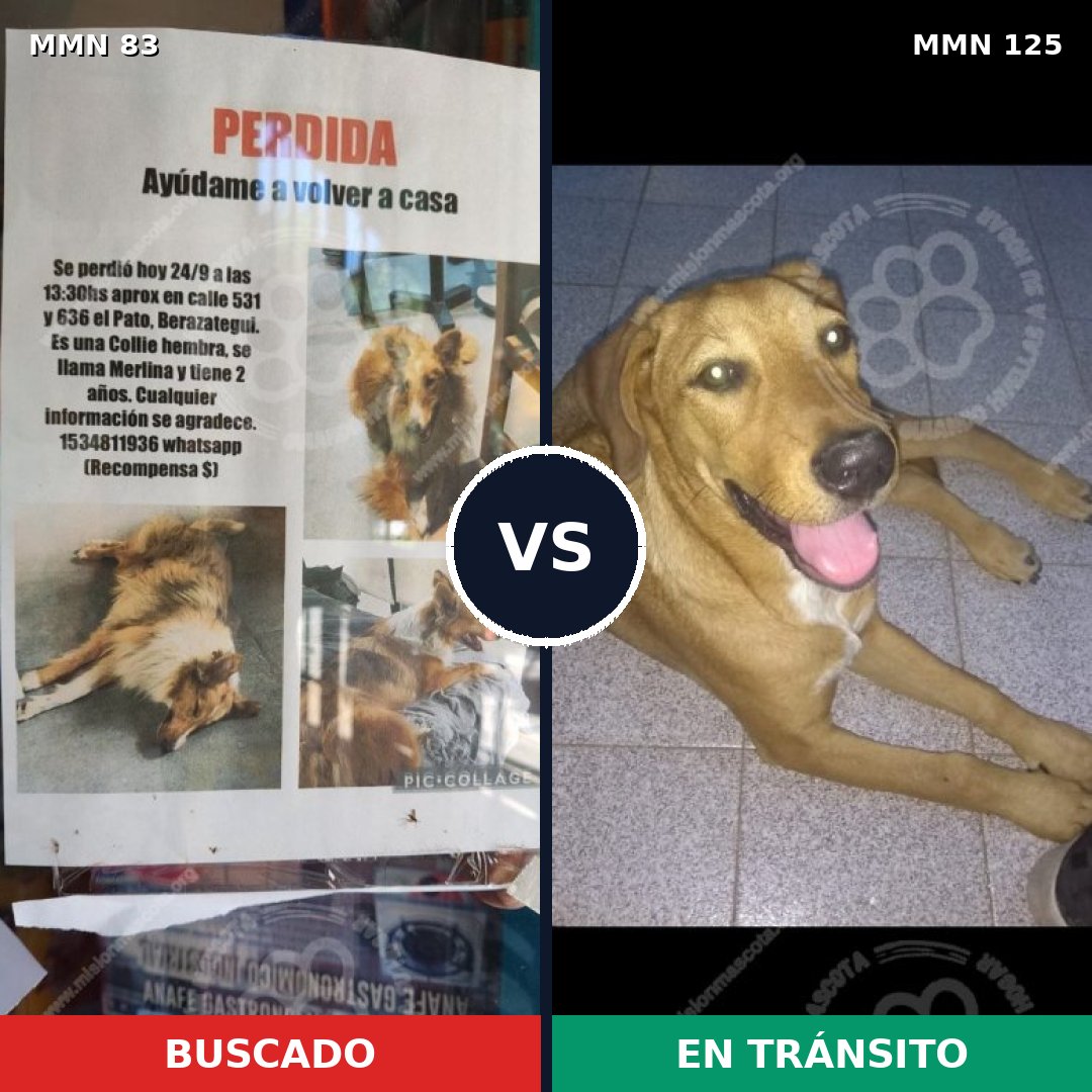 Comparativa MMS 2610: mascota perdida y mascota encontrada, 10% de similitud