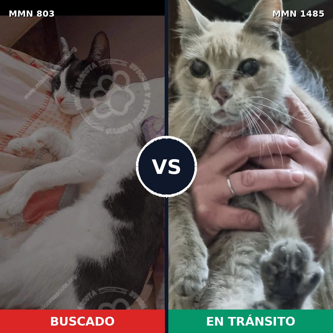 Comparativa MMS 26100: mascota perdida y mascota encontrada, 47% de similitud