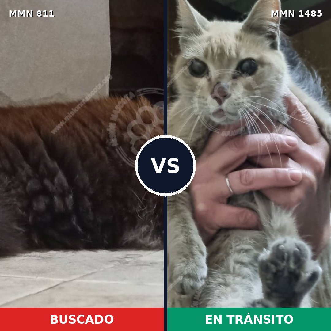 Comparativa MMS 26101: mascota perdida y mascota encontrada, 34% de similitud