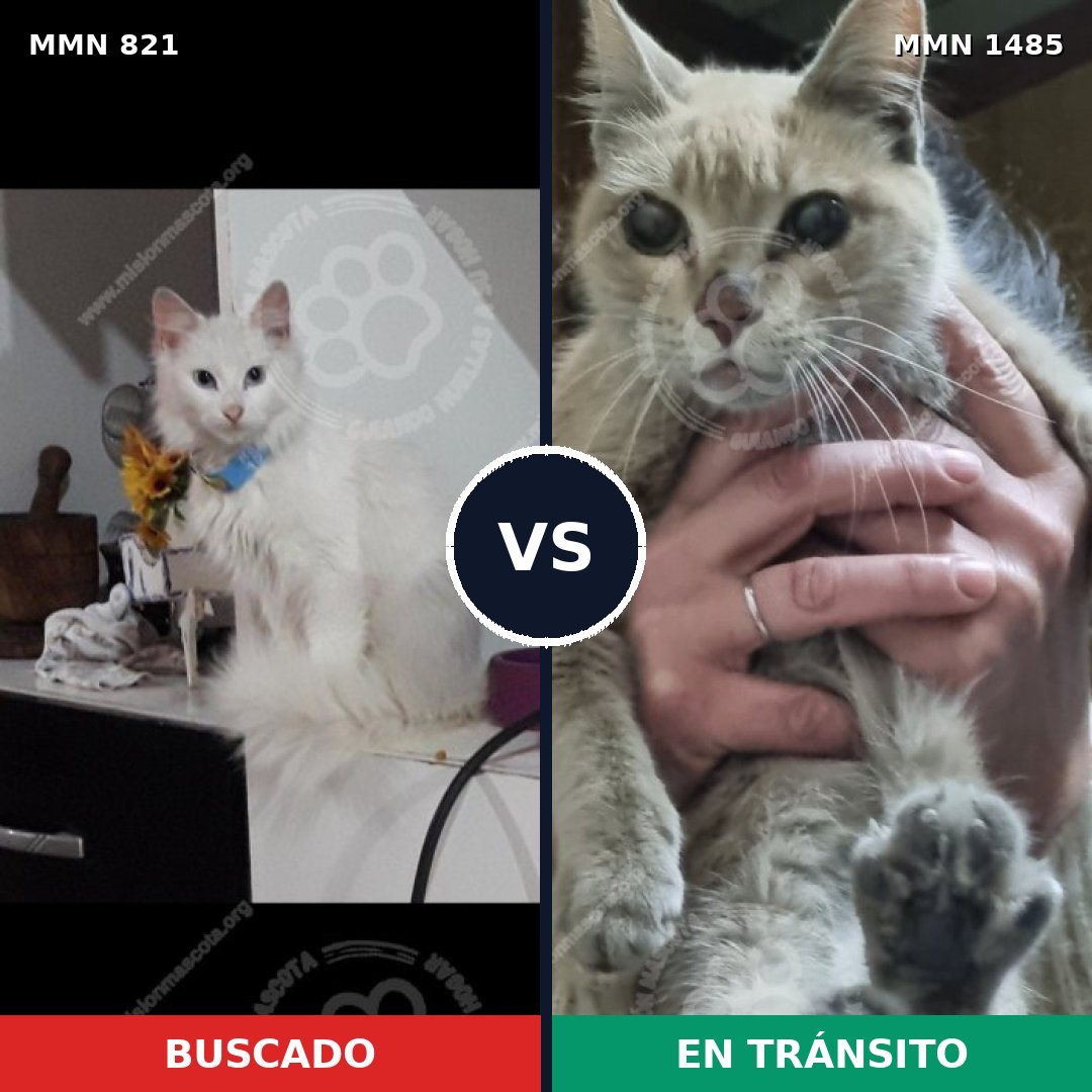 Comparativa MMS 26102: mascota perdida y mascota encontrada, 49% de similitud