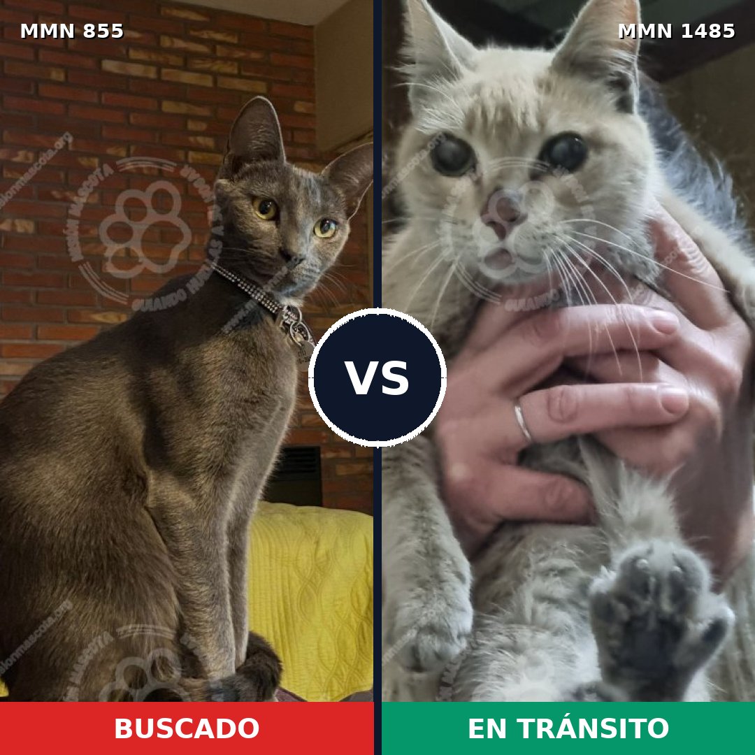Comparativa MMS 26103: mascota perdida y mascota encontrada, 50% de similitud