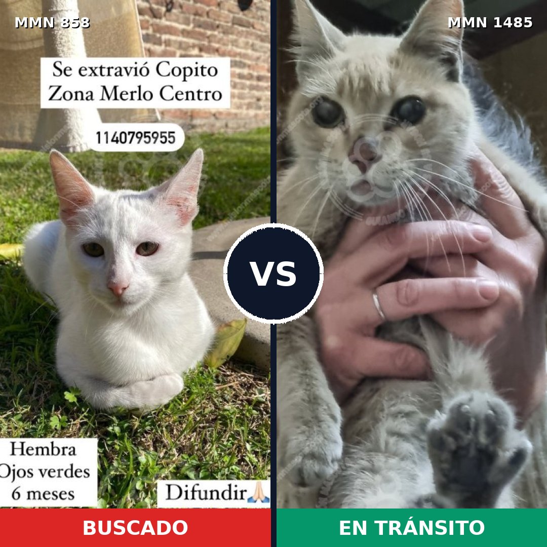 Comparativa MMS 26104: mascota perdida y mascota encontrada, 38% de similitud