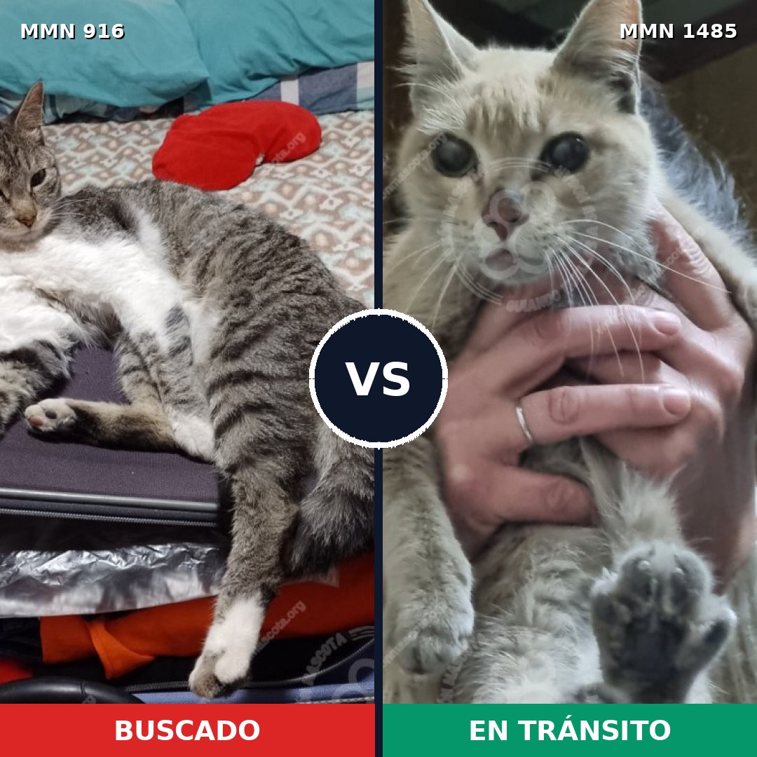 Comparativa MMS 26105: mascota perdida y mascota encontrada, 38% de similitud