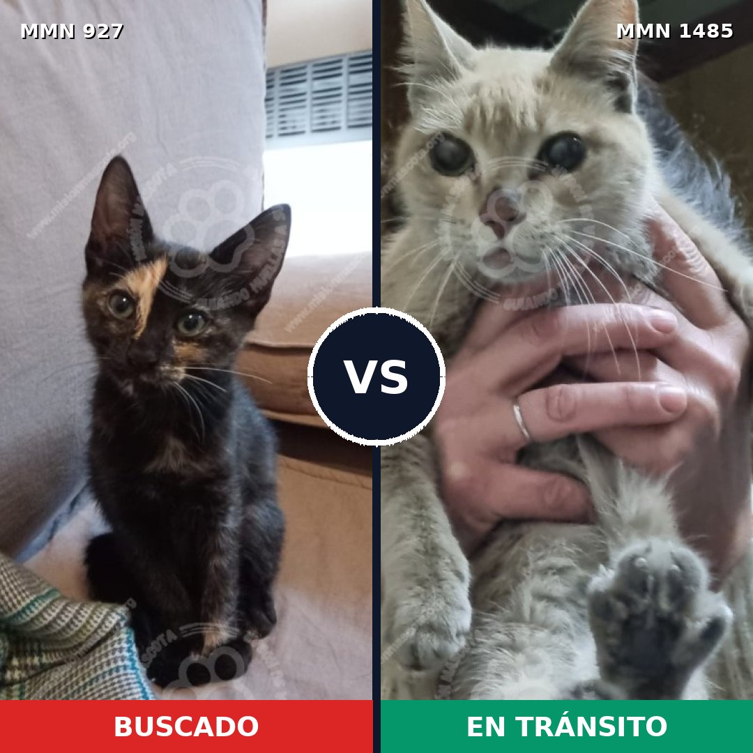 Comparativa MMS 26106: mascota perdida y mascota encontrada, 44% de similitud