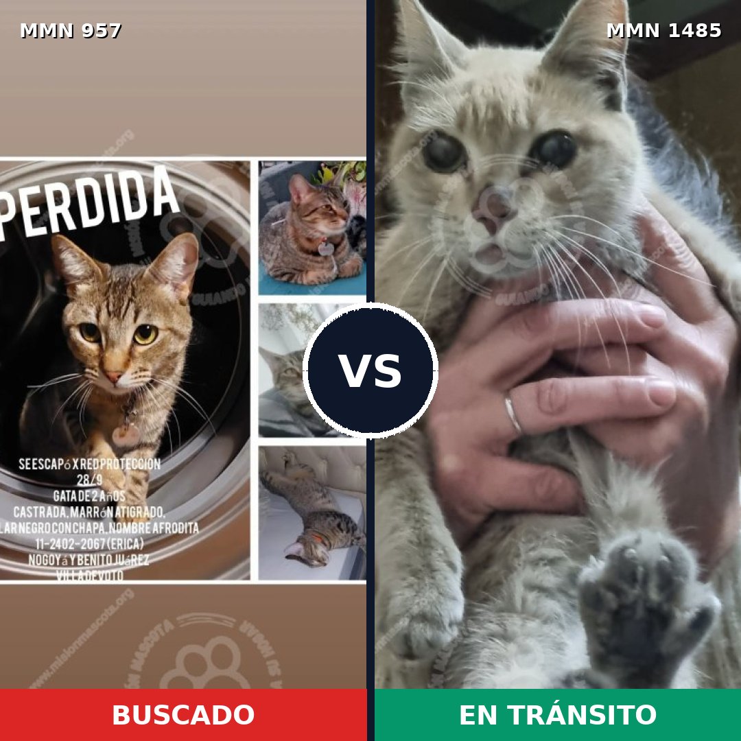 Comparativa MMS 26107: mascota perdida y mascota encontrada, 43% de similitud