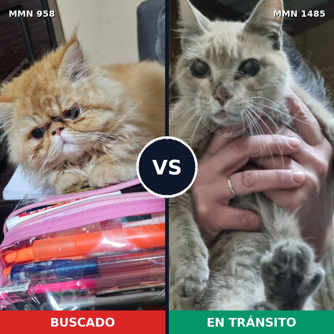 Comparativa MMS 26108: mascota perdida y mascota encontrada, 34% de similitud
