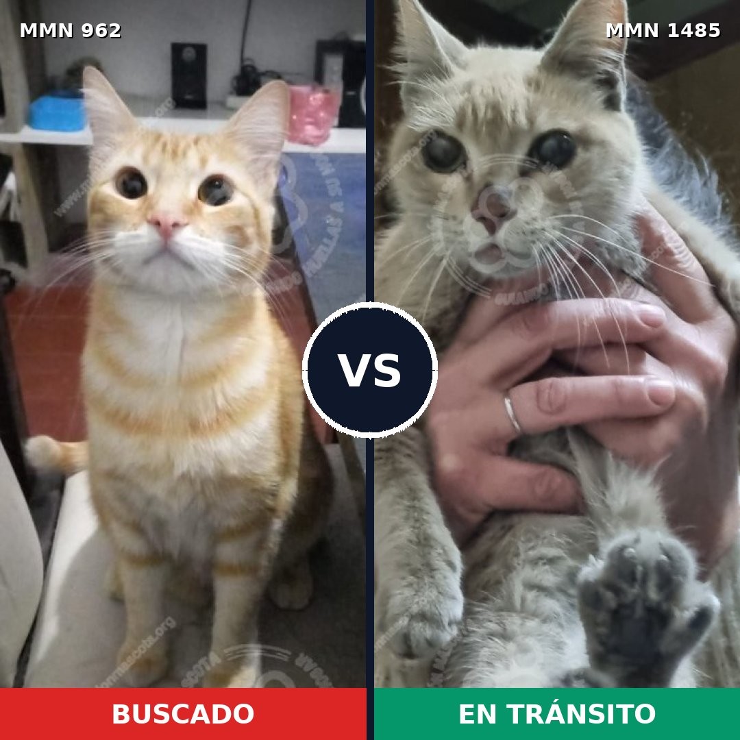 Comparativa MMS 26109: mascota perdida y mascota encontrada, 35% de similitud