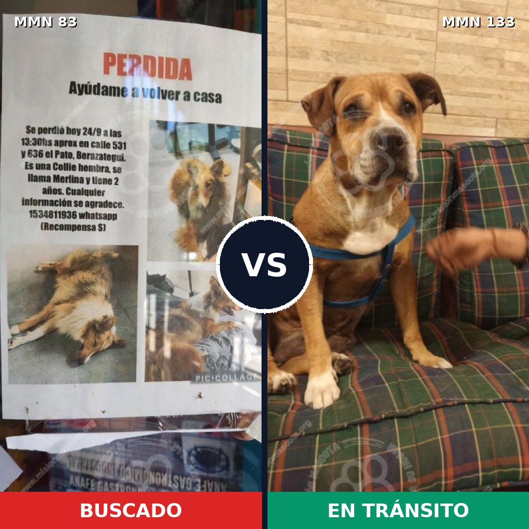 Comparativa MMS 2611: mascota perdida y mascota encontrada, 9% de similitud